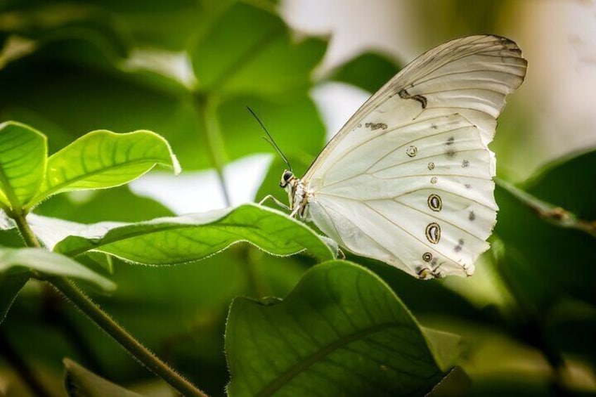 White Morpho Butterfly Resting at the Butterfly Sanctuary