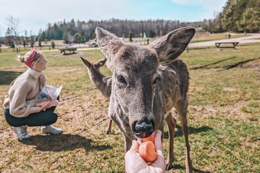 Ottawa Parc Omega Private Tour with Hotel Transfer