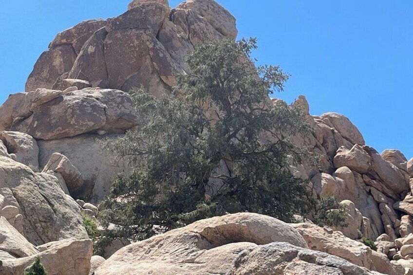 Guided Hike and Sightseeing Tour of Joshua Tree National Park