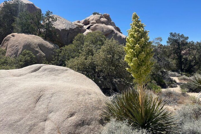 Guided Hike and Sightseeing Tour of Joshua Tree National Park