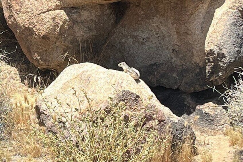 Guided Hike and Sightseeing Tour of Joshua Tree National Park