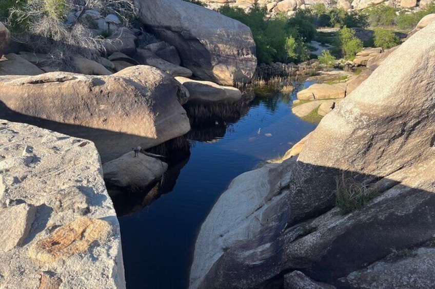 Guided Hike and Sightseeing Tour of Joshua Tree National Park