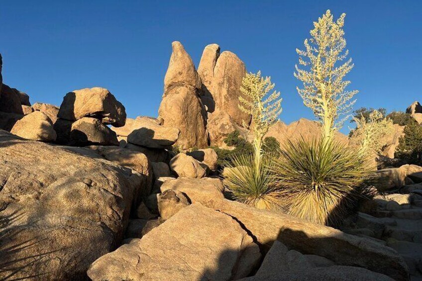 Private Group Joshua Tree National Park Sightseeing Tour (10 PPL)