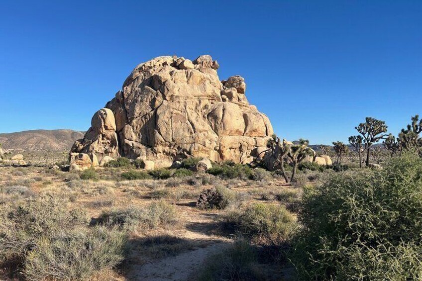 Guided Hike and Sightseeing Tour of Joshua Tree National Park