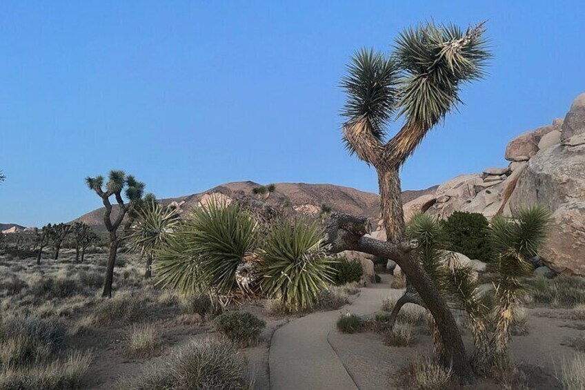 Private Group Joshua Tree National Park Sightseeing Tour (10 PPL)