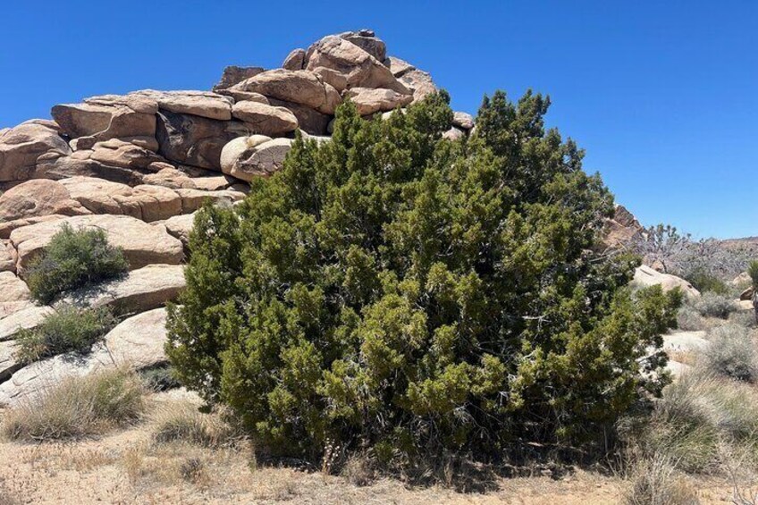 Guided Hike and Sightseeing Tour of Joshua Tree National Park