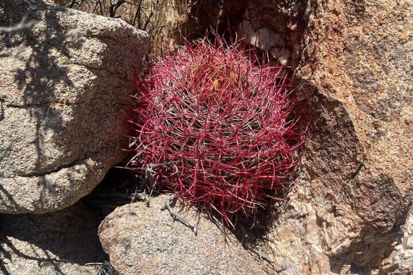 Guided Hike and Sightseeing Tour of Joshua Tree National Park