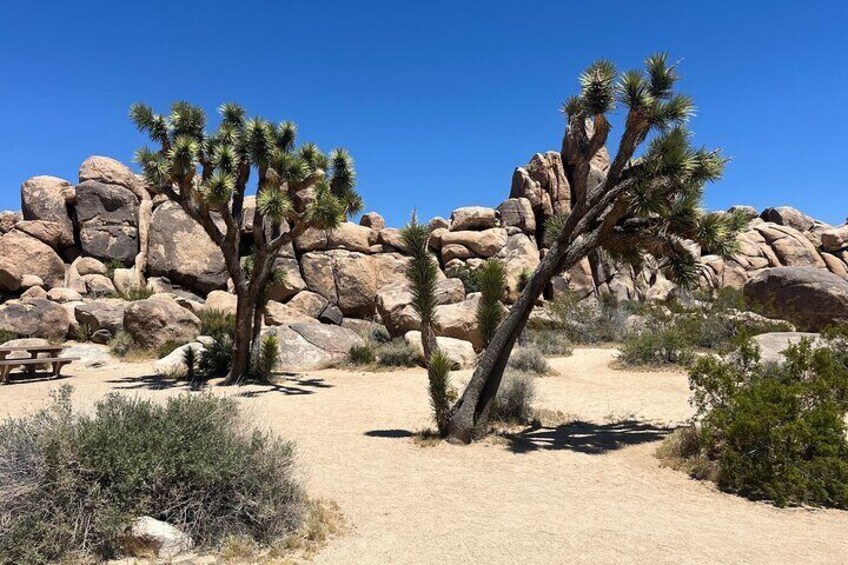 Guided Hike and Sightseeing Tour of Joshua Tree National Park