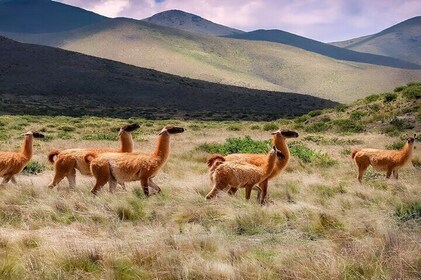 2-daagse tour van Salta naar Humahuaca en Salinas Grandes