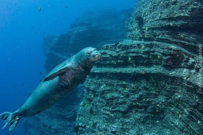 Scuba Dive at Ni’ihau (Forbidden island)