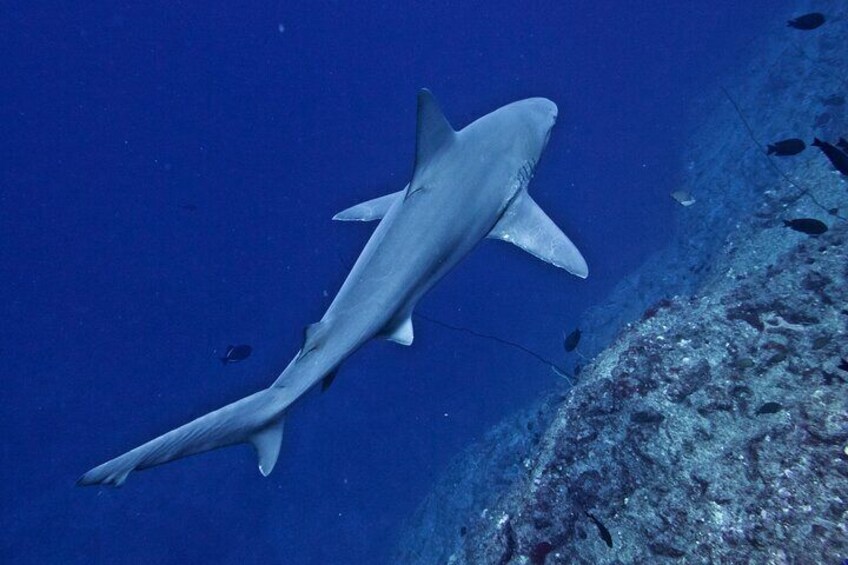 Scuba Dive at Ni’ihau (Forbidden island)