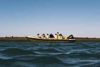 From Faro: Ria Formosa Eco Tour guided by Marine Biologist