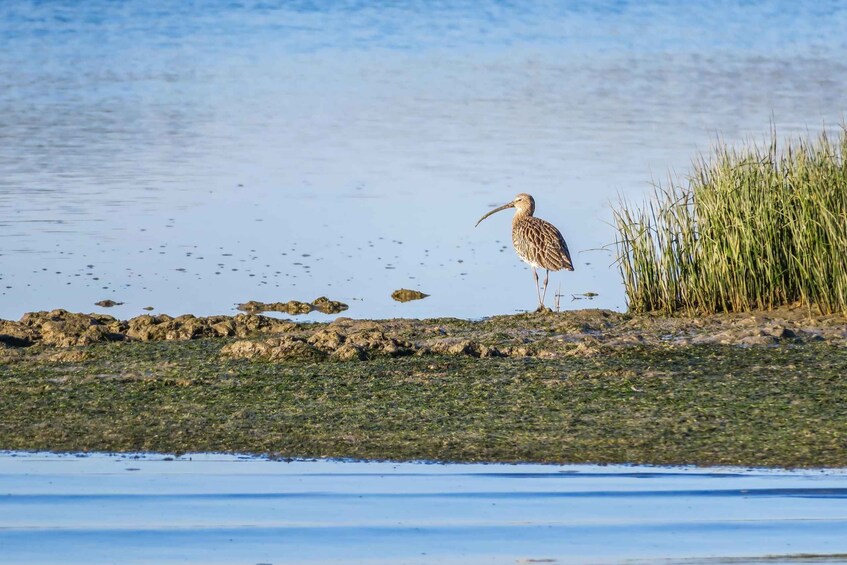 Picture 4 for Activity From Faro: Ria Formosa Eco Tour guided by Marine Biologist