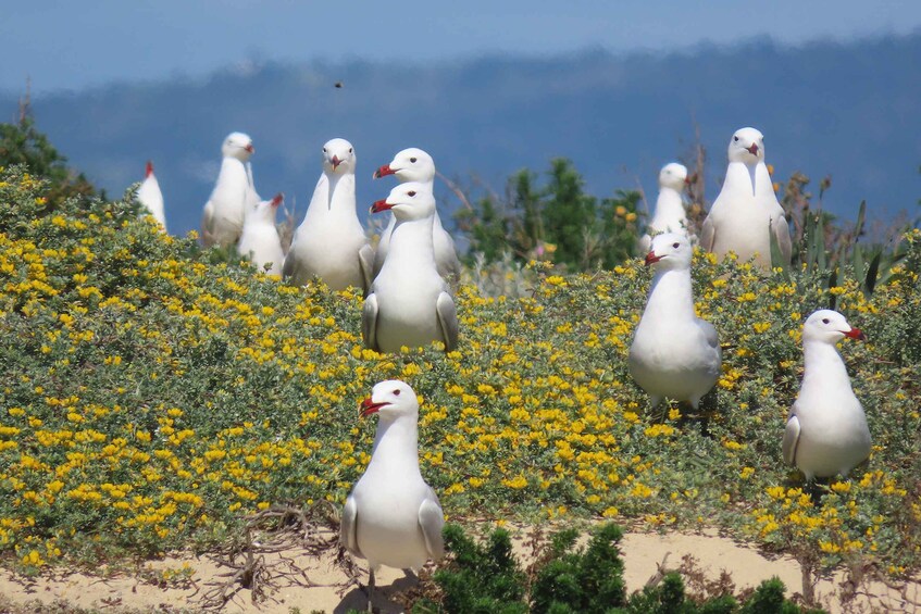 Picture 3 for Activity From Faro: Ria Formosa Eco Tour guided by Marine Biologist