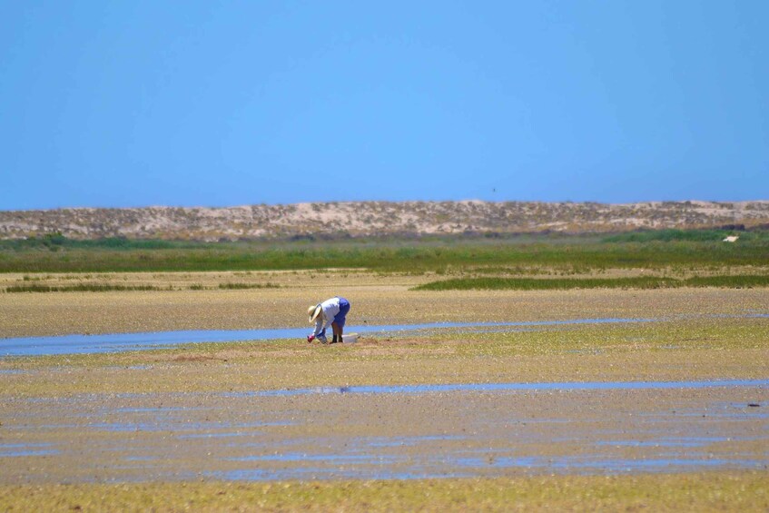 Picture 11 for Activity From Faro: Ria Formosa Eco Tour guided by Marine Biologist