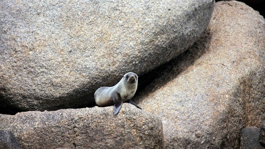Victor Harbor: Seal Island Cruise