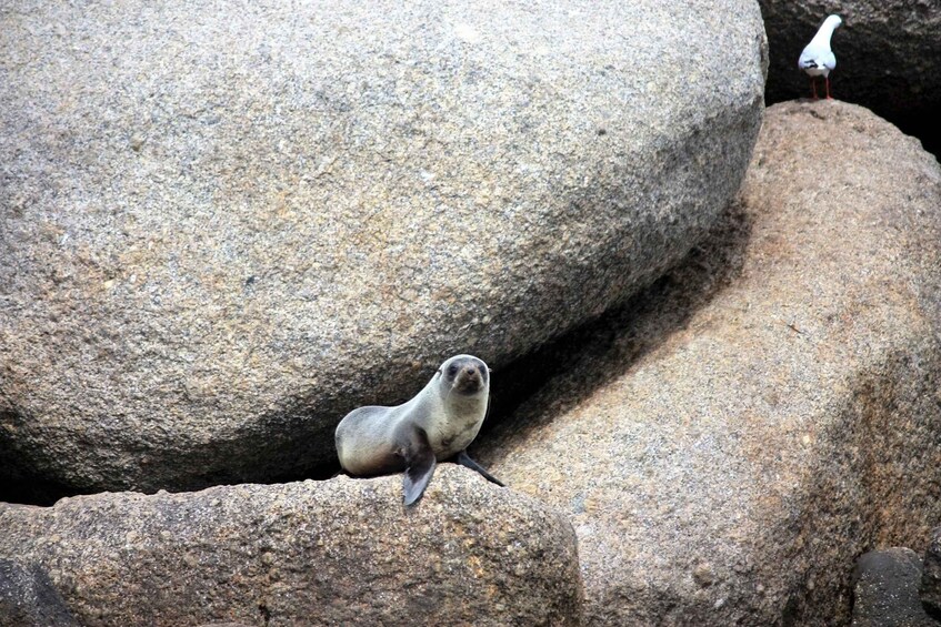 From Victor Harbor: Seal Island Cruise