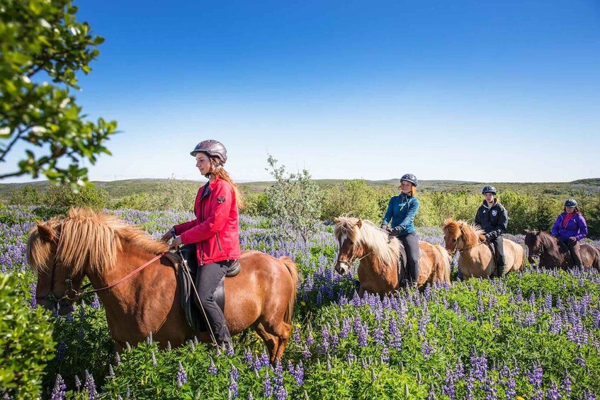 Picture 3 for Activity From Reykjavík: Viking Horseback Tour in Hafnarfjörður