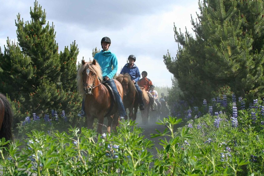 Picture 2 for Activity From Reykjavík: Viking Horseback Tour in Hafnarfjörður