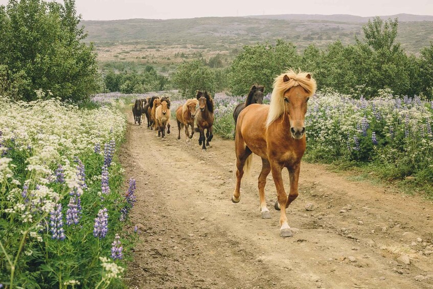 Picture 1 for Activity From Reykjavík: Viking Horseback Tour in Hafnarfjörður