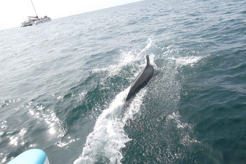 Picture 1 for Activity Tamarindo: Sunset Sailing Catamaran Cruise with Meal