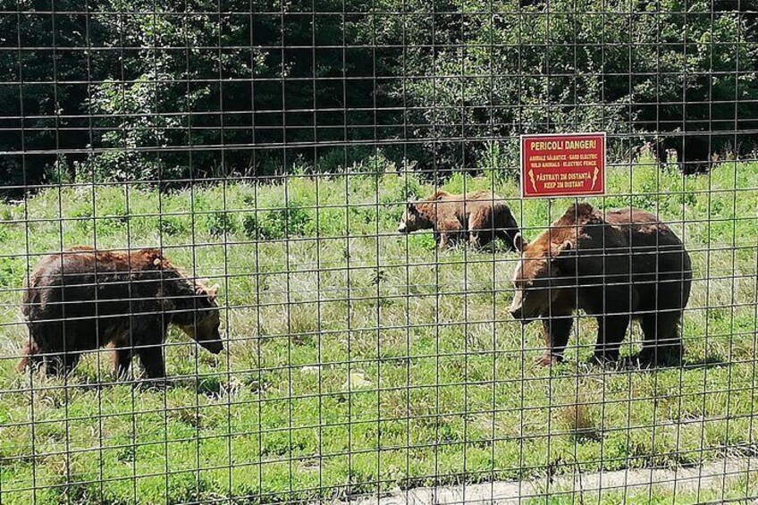 Bear Sanctuary, Dracula's Castle and Brasov, 1-Day Private Tour, from Bucharest