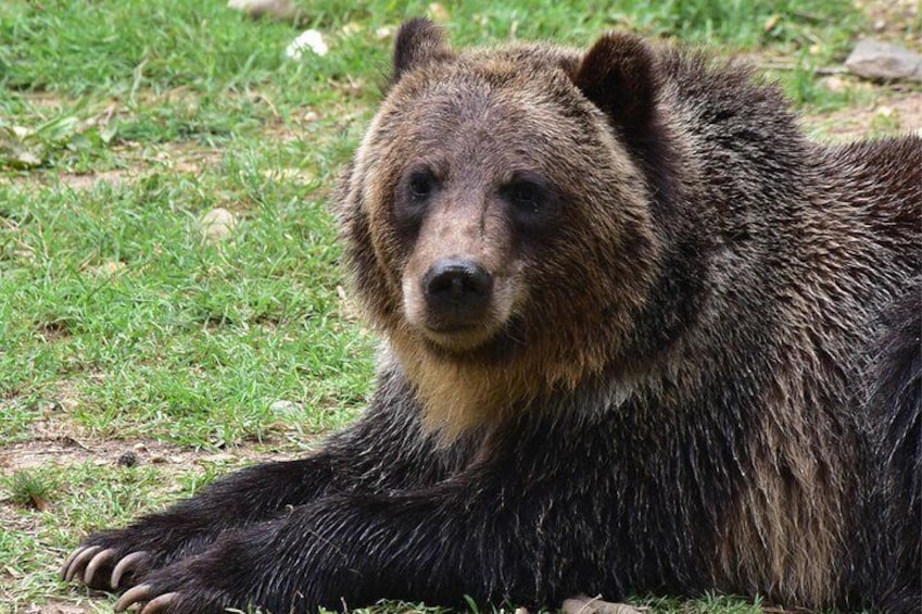 Bear Sanctuary, Dracula's Castle and Brasov, 1-Day Private Tour, from Bucharest