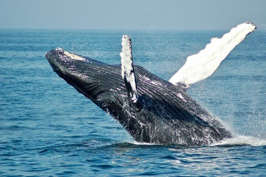 Southern Whale Breaching