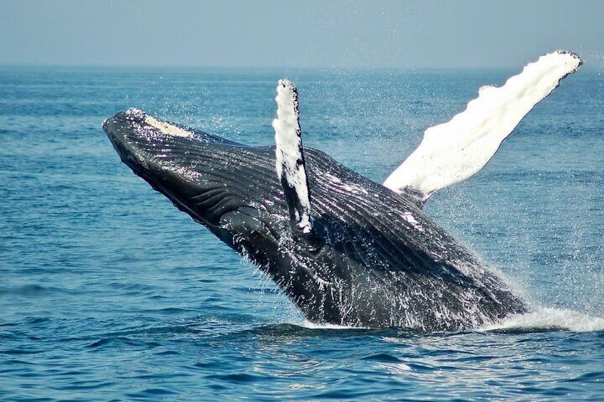 Southern Whale Breaching