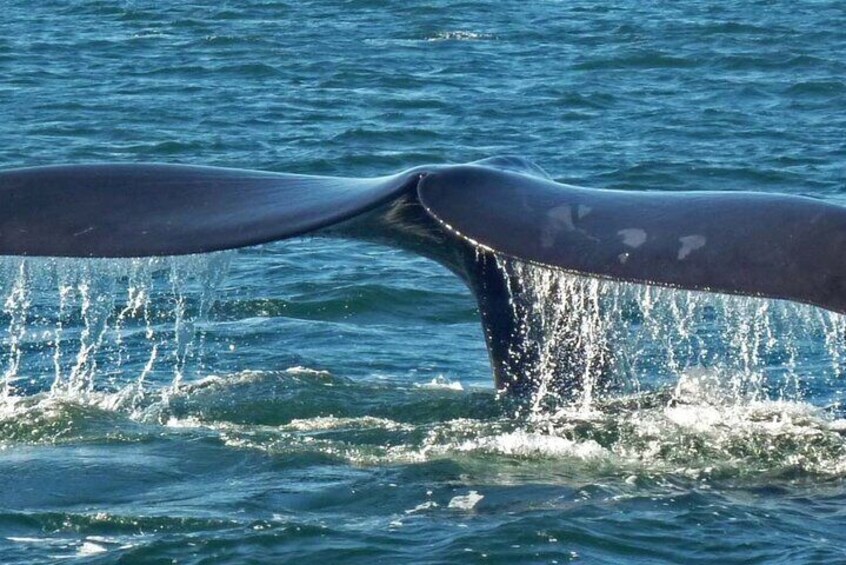 Southern Right Whale Tail Header