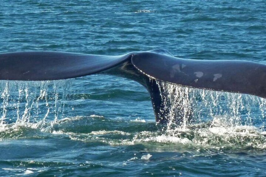 Southern Right Whale Tail Header