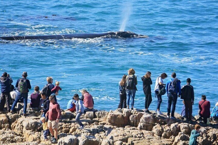 Whales