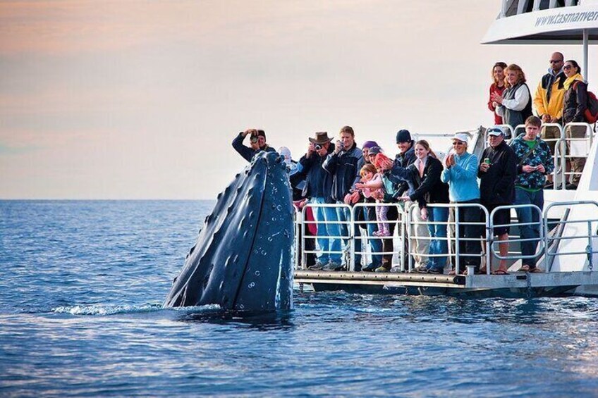 Fimg Whale Watching