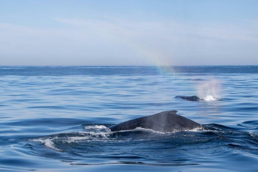 Southern Right Whales