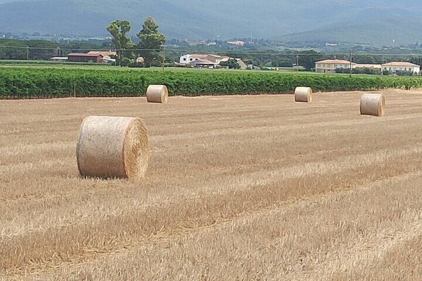 Pisa & Lucca Private Tour with wine-tasting from La Spezia Port