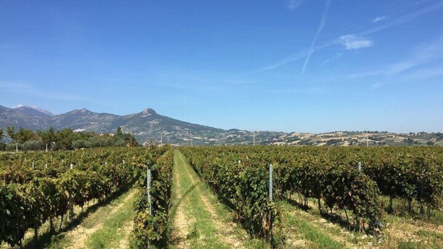Visit to the cellar and tasting 30 minutes from Pescara Entry