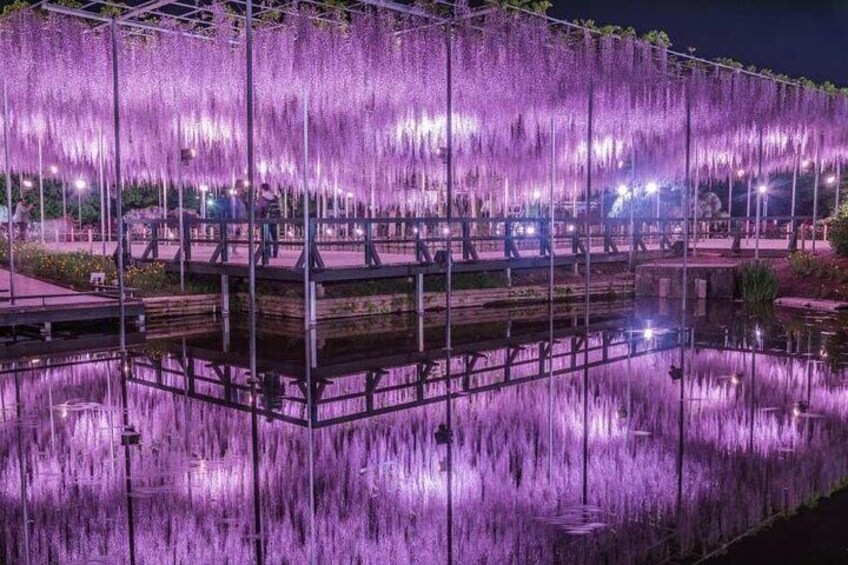 Ashikaga Flower Park with Illuminated periode Entry Ticket, Japan