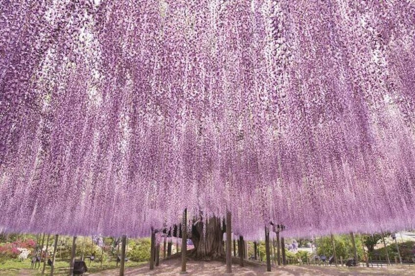 Ashikaga Flower Park with Illuminated periode Entry Ticket, Japan