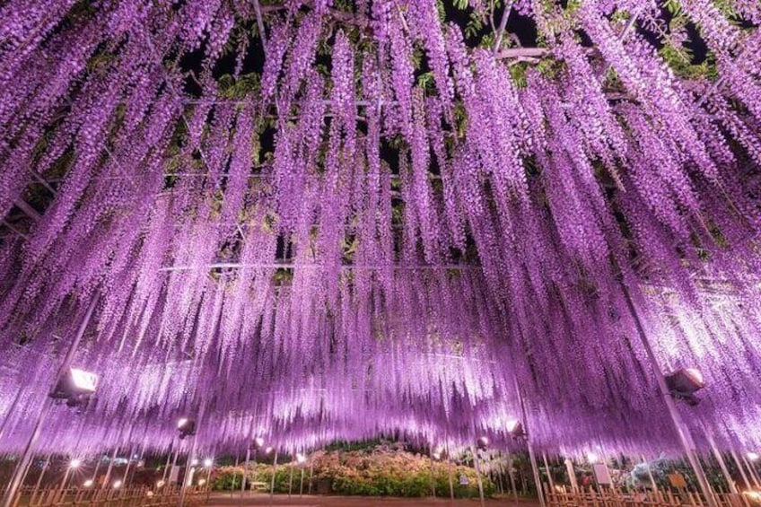 Ashikaga Flower Park with Illuminated periode Entry Ticket, Japan