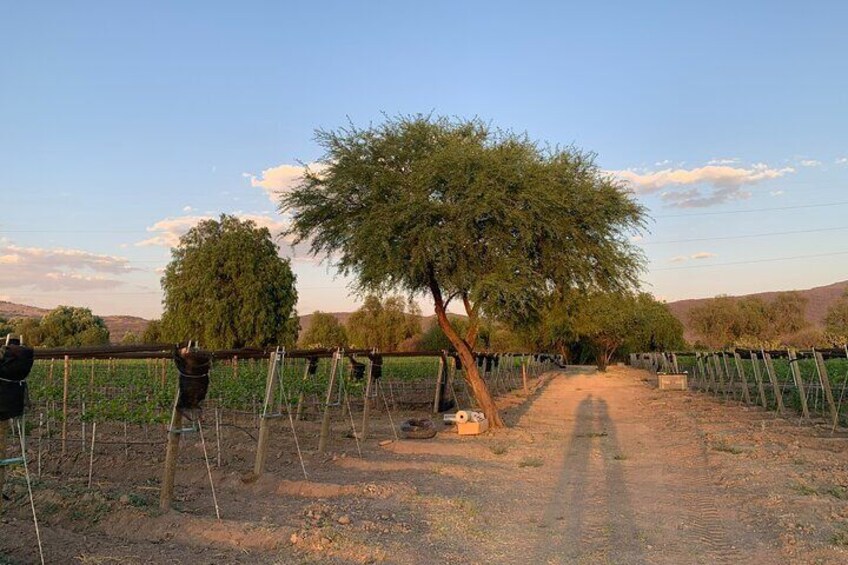 Wine tour and tasting