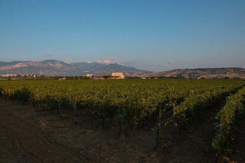 Visit to the cellar and tasting 30 minutes from Pescara