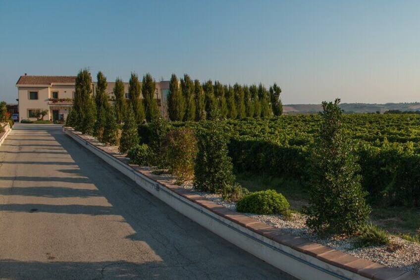 Visit to the cellar and tasting 30 minutes from Pescara