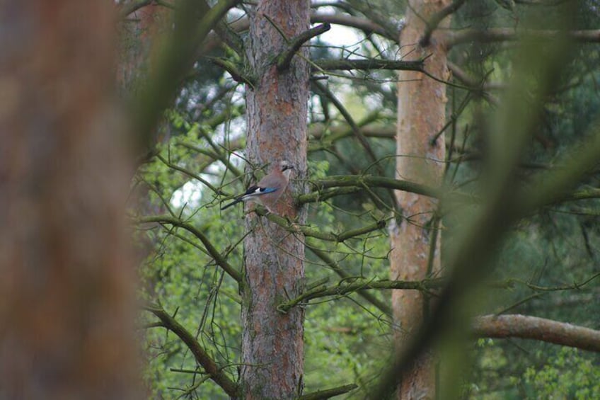 Eurasian jay