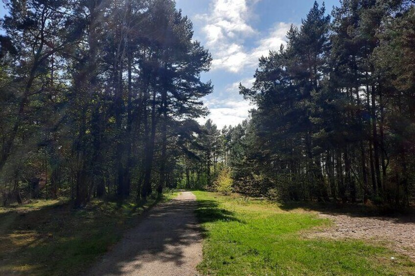 Forest path 