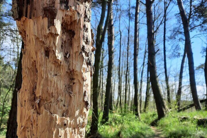 Evidence of a woodpecker