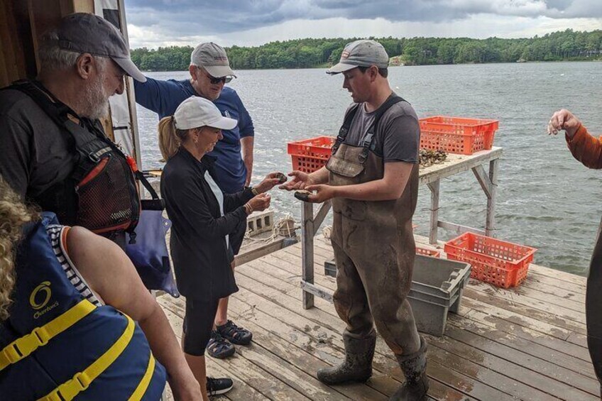 Learning about sustainable oyster farming