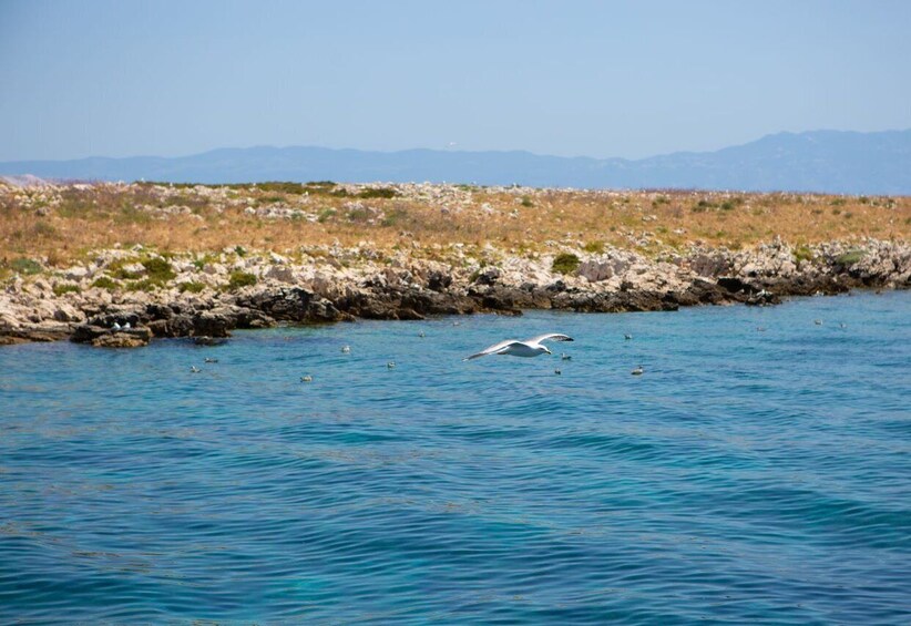 Picture 3 for Activity Krk : Sailing along the coasts of island Krk and Plavnik