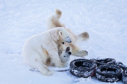 Rovaniemi: Day at Ranua Wildlife Park Arctic Zoo