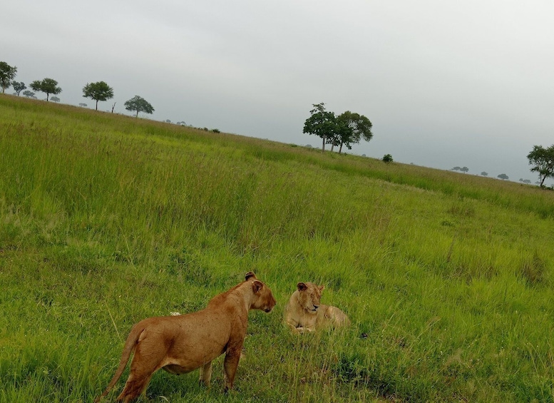 Picture 7 for Activity 3 Days Mikumi Adventure Safari