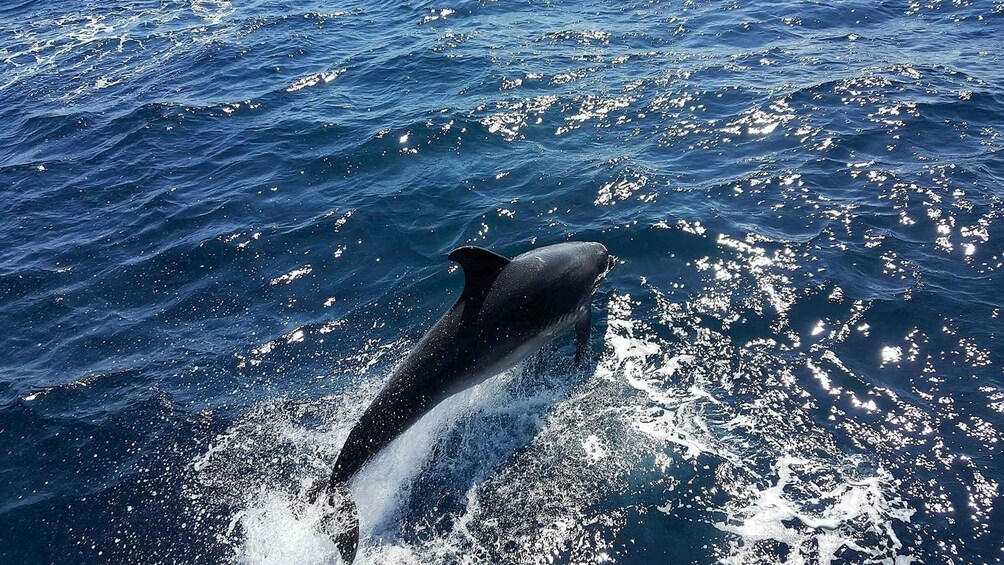 Picture 4 for Activity Lagos: Dolphin Watching Catamaran Cruise